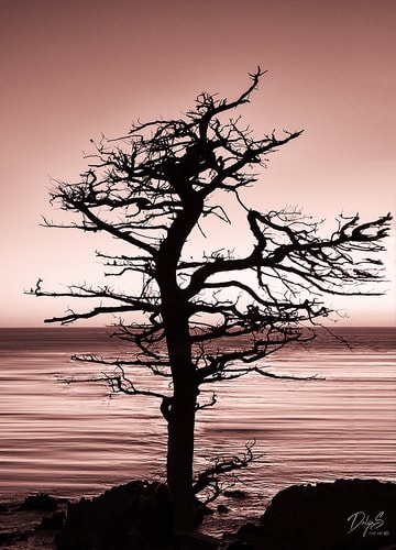 "Lone Tree" Photography, 24" x 36"
