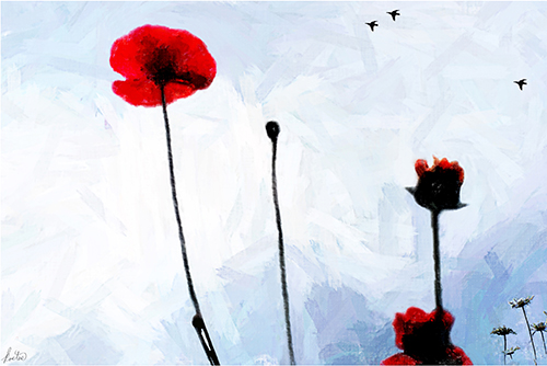 "Poppies with Daisies and Crows" Photography by Tom Kostes