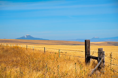 Landscape photograph of a field with a fence and Mt. Hood in background