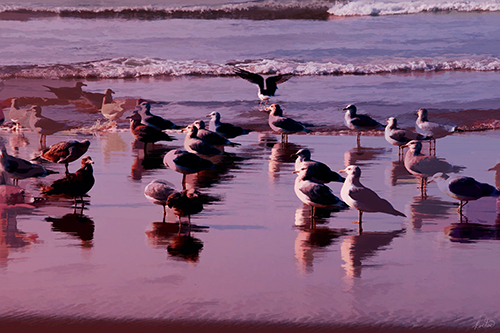 Photograph of seagulls on the beach by Tom Kostes