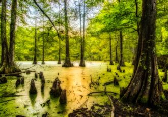 Photograph of a swamp in daylight by Andy Crawford