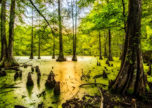 Photograph of a swamp in daylight by Andy Crawford
