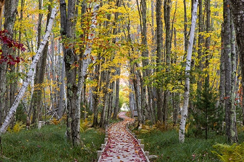 Photograph of a wooded path in Jessup by Cheryl Harris