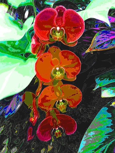 Digital photograph of red Australian flora by Michael Morrison