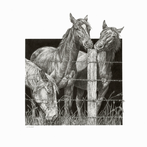 Graphite pencil drawing of three horses by a fence by Jeanne Cardana