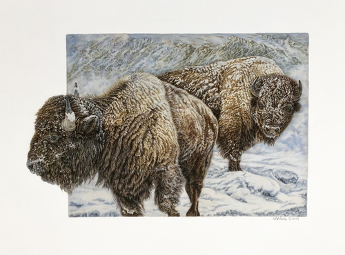 Colored pencil drawing of two bison in the winter by Jeanne Cardana
