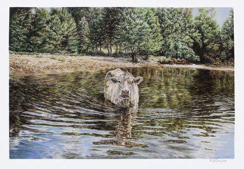 Colored pencil drawing of a cow cooling itself in the Meramec River by Jeanne Cardana