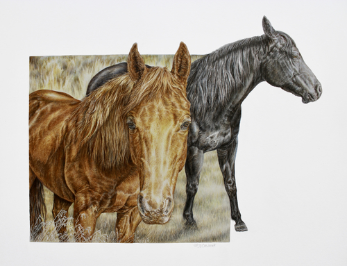 Colored pencil drawing of two horses by Jeanne Cardana