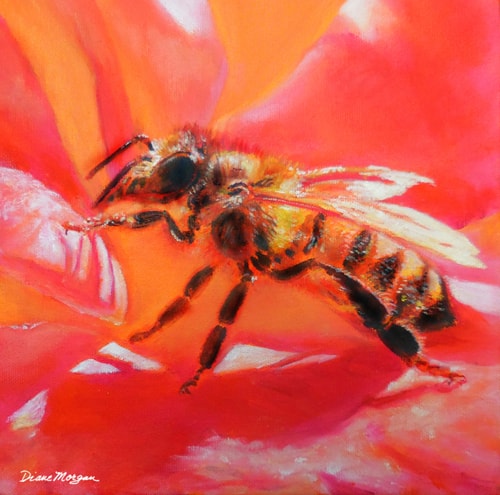 close up of a honeybee gathering pollen from a rose by Diane Morgan