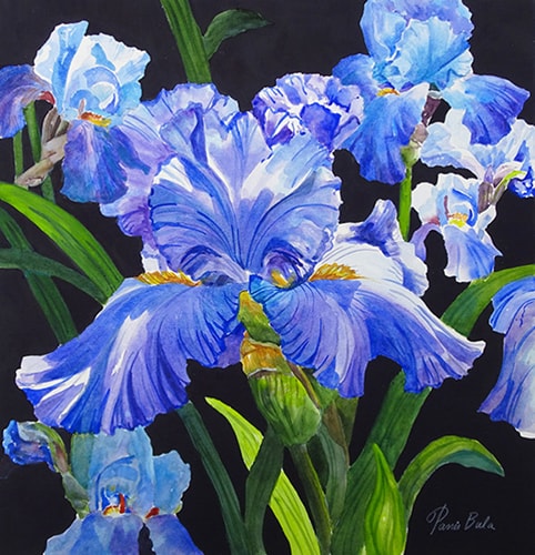 Watercolor painting of Irises by Tanis Bula