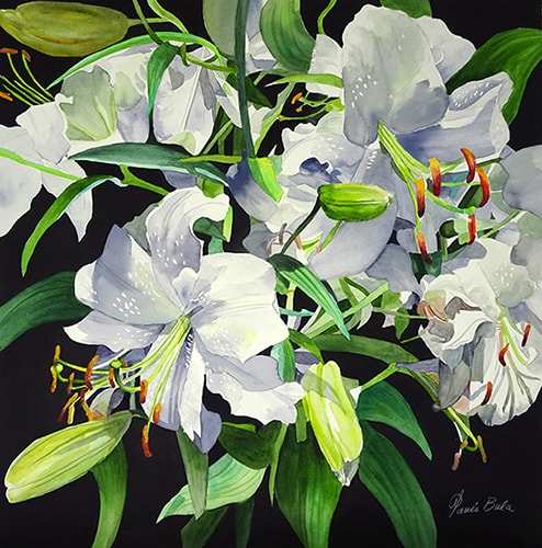 Watercolor painting of white lilies by Tanis Bula