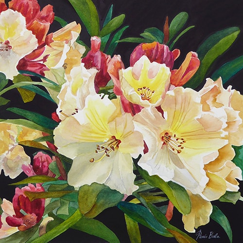 Watercolor painting of mixed rhododendrons by Tanis Bula