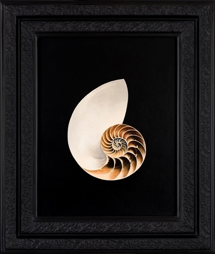 Framed oil painting of a Nautilus shell by Barbara Hangan