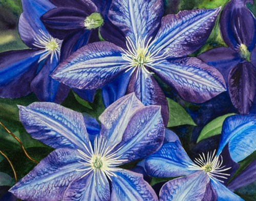 Watercolor painting of purple Clematis by Leanne Hanson