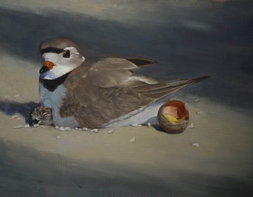 Oil portrait of a shore bird hatching an egg by Rose Tanner