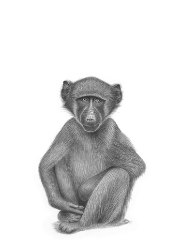 Graphite drawing of a chimpanzee by Tammy Liu-Haller