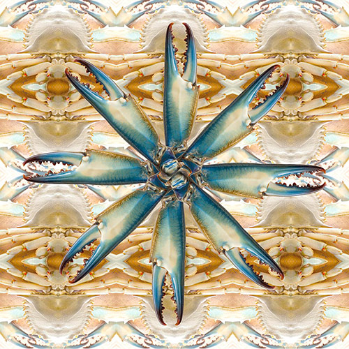 Abstract kaleidoscopic photograph of Blue Crabs by Christina Peters