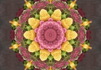 Photographic kaleidoscopic image of cauliflower by Christina Peters