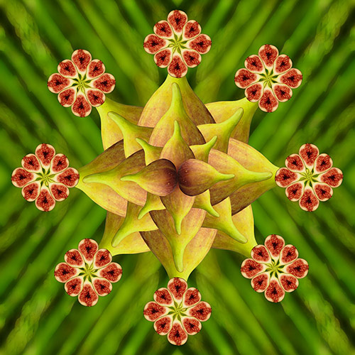 Abstract kaleidoscopic photograph of figs by Christina Peters