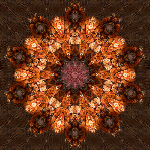 Abstract kaleidoscopic photograph of Lobster and mushrooms by Christina Peters