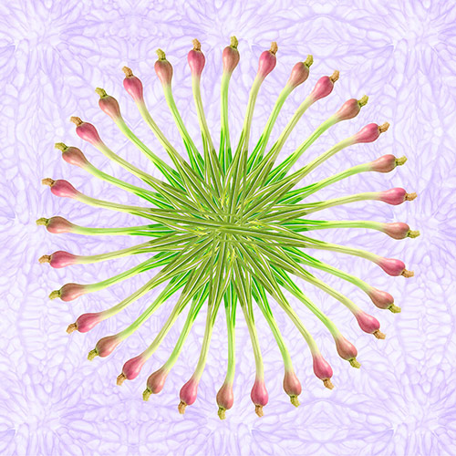 Abstract kaleidoscopic photograph of pink scallions by Christina Peters