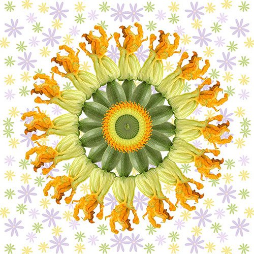 Abstract kaleidoscopic photograph of zucchini flowers and fruit by Christina Peters