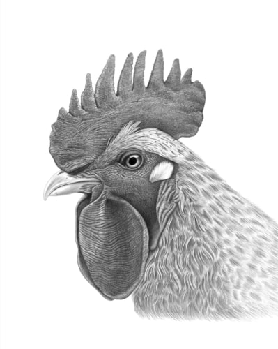 Graphite drawing of the head of a chicken by Tammy Liu-Haller