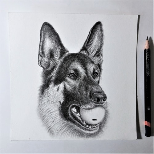 Graphite drawing of a dog portrait by Tammy Liu-Haller