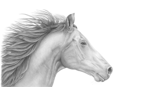 Graphite drawing of a horse by Tammy Liu-Haller