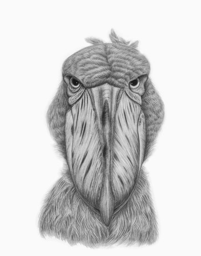 Graphite drawing of a Shoebill by Tammy Liu-Haller