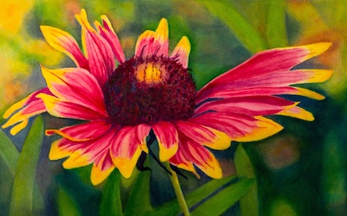 Watercolor painting of a yellow and purple daisy by Sara Jane Parsons