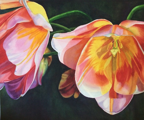 Watercolor painting of pink tulips by Sara Jane Parsons