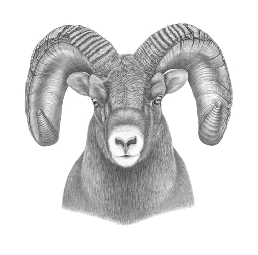 Graphite drawing of the head of a ram by Tammy Liu-Haller