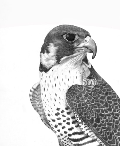 Graphite drawing of a Peregrine Falcon by Tammy Liu-Haller