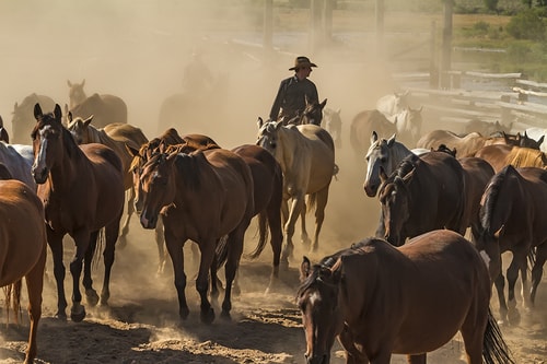 Photograph of ranch hands herding horses by Christopher Marona