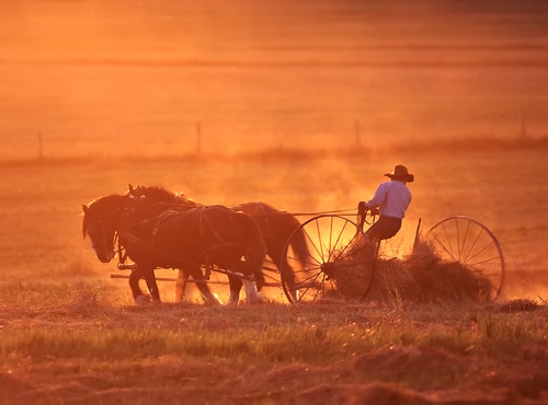 Photograph of a farmer and a team of draft horses mowing hay by Christopher Marona