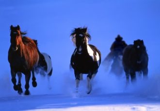 Photograph of a herd of horses running through the moonlit snow by Christopher Marona