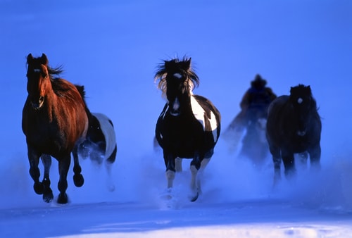 Photograph of a herd of horses running through the moonlit snow by Christopher Marona