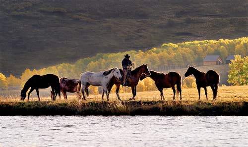 Photograph of a rider and several horses at the water's edge by Christopher Marona