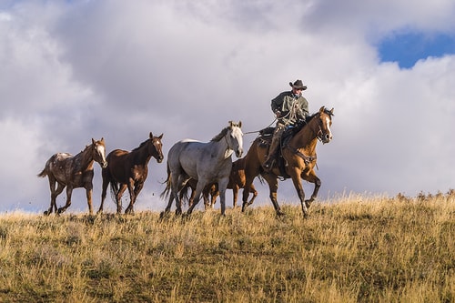 Photograph of a cowboy leading several horse across a ridge by Christopher Marona