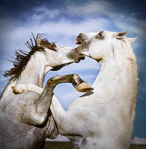 Photograph of two white stallions fighting by Christopher Marona