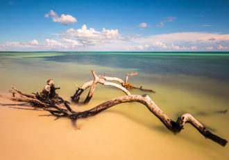 “Driftwood on Bahia Honda Beach (Florida Keys)” Photography by Stefan Mazzola