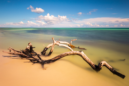 “Driftwood on Bahia Honda Beach (Florida Keys)” Photography by Stefan Mazzola