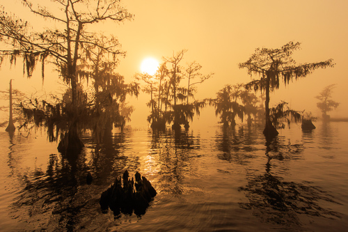 “Golden Fog (Blue Cypress Lake)” Photography by Stefan Mazzola