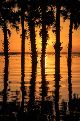 “Palm Tree Reflections (Lake Jesup)” Photography by Stefan Mazzola