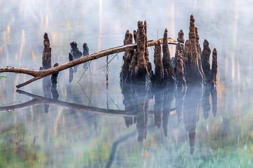 “Cypress Knees (Ginnie Springs)” Photography by Stefan Mazzola