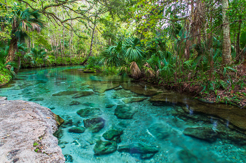 “Rock Springs Run Splendor (Kelly Park)” Photography by Stefan Mazzola