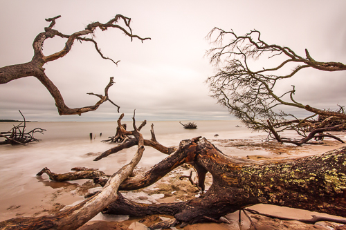“Resting Giants (Big Talbot Island)” Photography by Stefan Mazzola