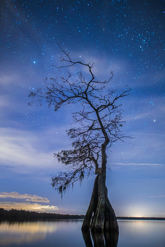 “Reaching for the Stars (Blue Cypress Lake)” Photography by Stefan Mazzola