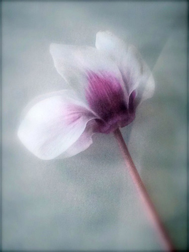 Photograph of a flower by Carol Wontkowski